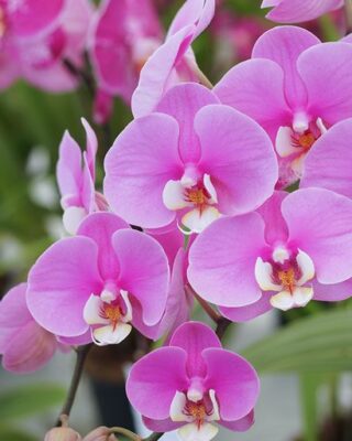 Bonnie Brekke obituary photo