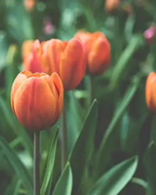 Eileen Sebelius obituary photo
